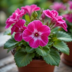 Pelargonium in a pot, close-up, professional photo, stock photo