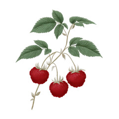 Embroidery design of red strawberries with green leaves on transparency background, showcasing intricate stitching and vibrant colors. Perfect for textile art and decorative projects
