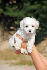 Maltipoo puppy posing. Small Maltese dog sitting in human hands. Family pet