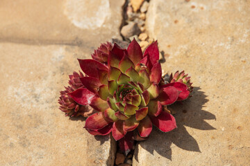 Houseleek, succulent growing in concrete crack