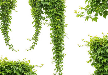Green ivy vines isolated on transparent background