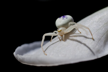 Araña cangrejo