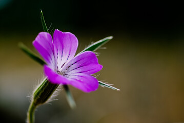 Flores