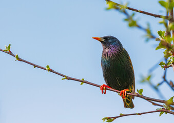 Starling - Sturnus vulgaris perches on branch before driving of Siskin at a garden feeder