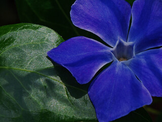 Flores