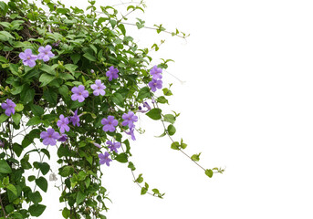 Purple thunbergia erecta flowers vine isolated on transparent background
