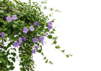 Purple thunbergia erecta flowers vine isolated on transparent background