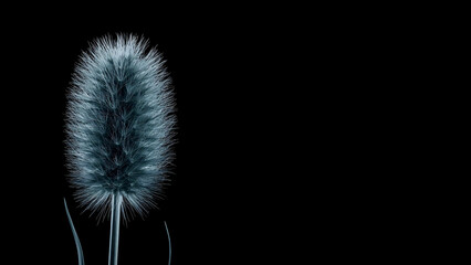 Unique close-up of a fluffy plant against a simple black background highlighting its texture and form