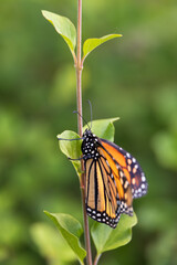 Monarch butterfly on a green leaf close-up