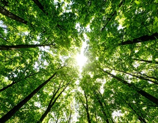 Obraz premium Lush forest canopy