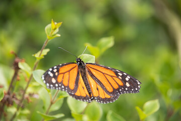 Monarch butterfly on a green leaf close-up