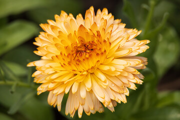 Yellow dahlia flowerhead close-up