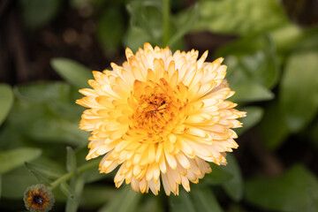 Yellow dahlia flowerhead close-up