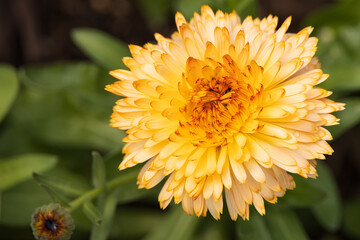Yellow dahlia flowerhead close-up