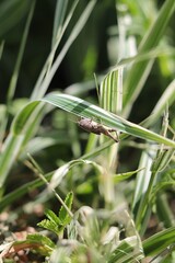 Macro shot of a grey cricket perched on a fresh green leaf. Focus on detailed body texture and natural surroundings. Ideal for wildlife and insect photography collections.