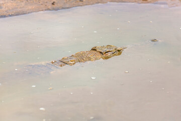 Crocodile in Tsavo East National Park. Kenya.