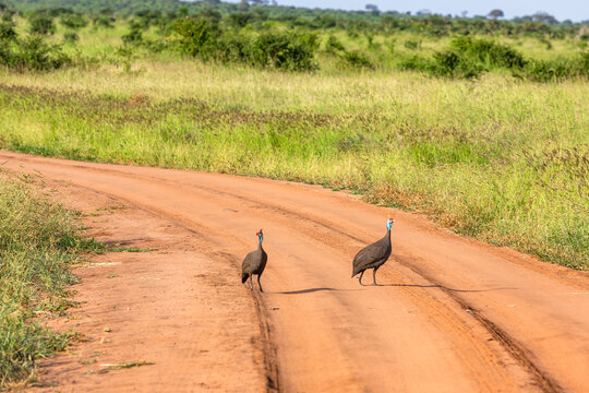 Helmeted guinea fowl. Tsavo East National Park. Kenya.