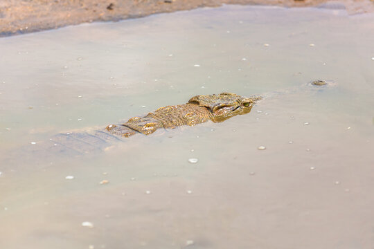 Crocodile in Tsavo East National Park. Kenya.