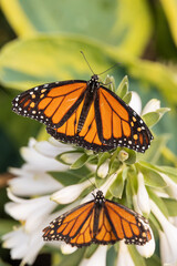 Monarch butterfly on white flowers
