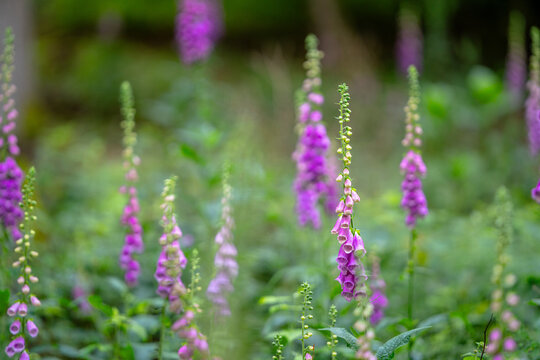 Digitalis, eine Heilpflanze
