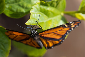 Monarch butterfly on a green leaf