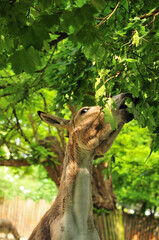 Donkey is eating leaves from a tree
