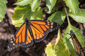 Monarch butterflies on a green leaf