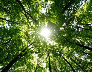 Obraz premium Lush green trees canopy