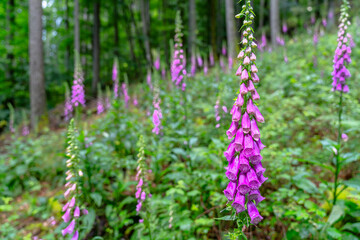 purple wildflowers in the forest