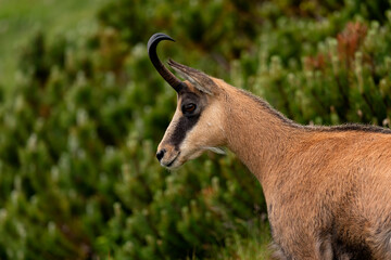 Tatra chamois close-up profile portrait against blurred dwarf pines © Jiri Licka