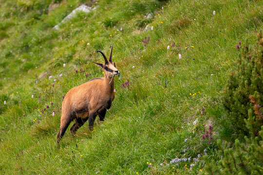 Tatra chamois standing on a steep grassy slope in the High Tatras National Park, Slovakia. Wild mountain goat in its natural alpine habitat looking up.