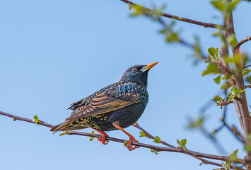 Starling - Sturnus vulgaris perches on branch before driving of Siskin at a garden feeder