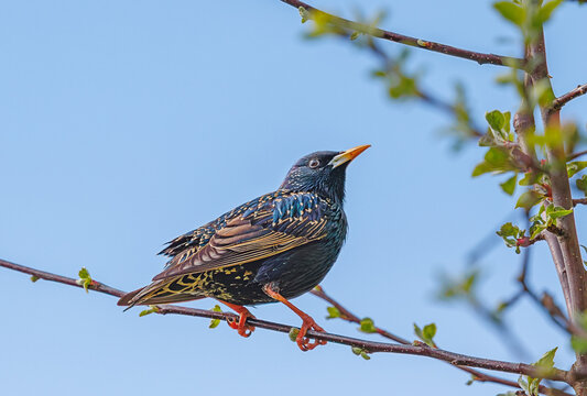 Starling - Sturnus vulgaris perches on branch before driving of Siskin at a garden feeder - Powered by Adobe