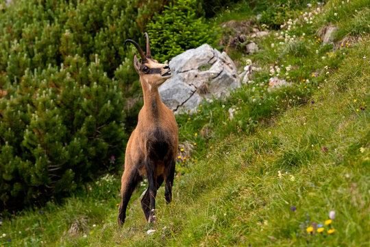 Tatra chamois standing on a steep grassy slope in the High Tatras National Park, Slovakia. Wild mountain goat in its natural alpine habitat looking up.