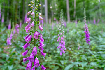 Obraz premium some purple digitalis