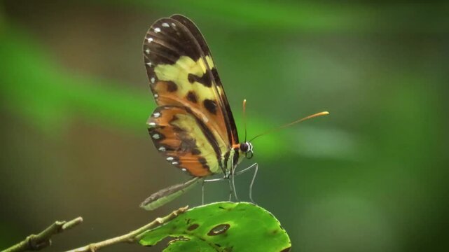 orange-spotted tiger clearwing or disturbed tigerwing, Mechanitis polymnia