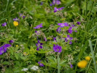 Fototapeta premium Cranesbill Flowers Blooming in Summer Meadow