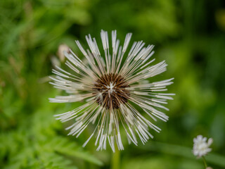 Dandelion Seed Head After Wind Dispersal