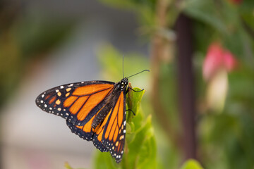 Monarch butterfly on a green leaf