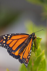 Monarch butterfly on a green leaf