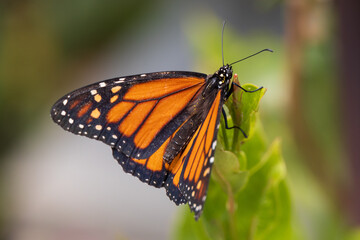 Monarch butterfly on a green leaf