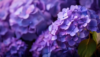 purple background hydrangea arborescens inflorescence close up commonly known as smooth hydrangea wild hydrangea sevenbark