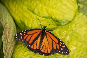 Monarch butterfly on a green leaf