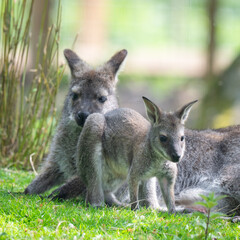 Fototapeta premium Mother Bennett's Wallaby with Its Baby