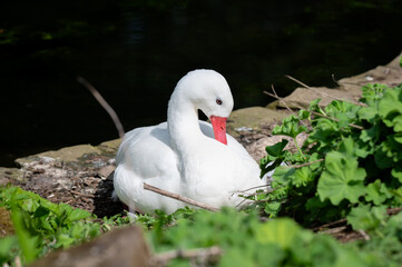 Coscoroba Swan Resting Near the Waters Edge