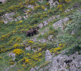 Nature walk observing brown bears, in various postures, and storks with their young in their nests