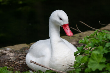 Coscoroba Swan Resting Near the Waters Edge