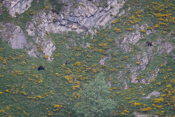 Nature walk observing brown bears, in various postures, and storks with their young in their nests