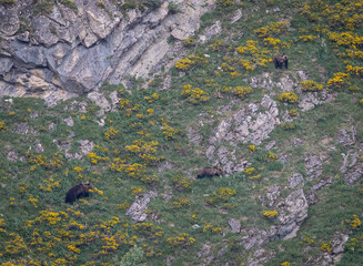 Nature walk observing brown bears, in various postures, and storks with their young in their nests