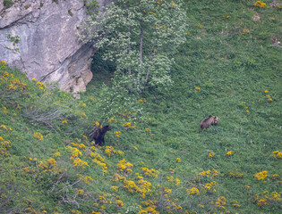 Nature walk observing brown bears, in various postures, and storks with their young in their nests